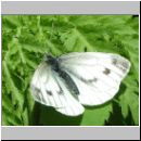 Pieris napi - Gruenaderweissling w03.jpg